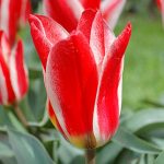 Tulip Tarafa