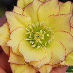 Hellebore Sunshine Ruffles Winter Thriller