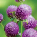 Gomphrena QIS Lilac