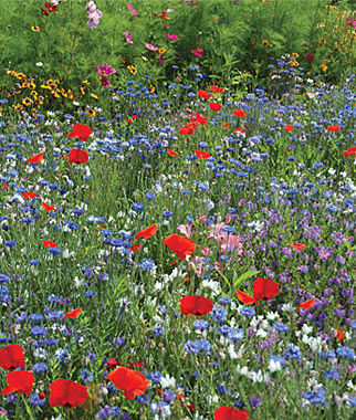 Mixed Flowers Red White &amp; Blue Annual Mix | Buy Garden Plants Online