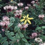 Monarda fistulosa