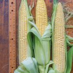 Corn Jaws Hybrid