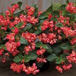 Begonia Whopper Red Green Leaf