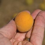Apricot Shiro-Kaga
