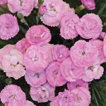 Dianthus Fruit Punch Sweetie Pie