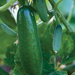 Cucumber Iznik Hybrid