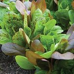 Lettuce All Season Romaine Blend