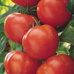 Tomato Matina