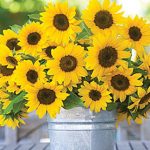 Sunflower Sunny Bunch