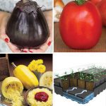 Meatless Monday Vegetables Seed Starting Collection