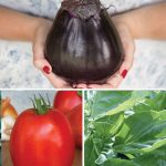 Meatless Monday Vegetable Collection (3 Plants)