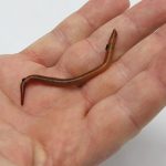 Red Wiggler Compost Worms