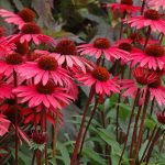 Echinacea Solar Flare