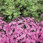 Creeping phlox Pink