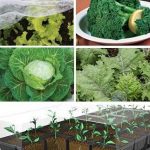 Fall Vegetable Success Kit