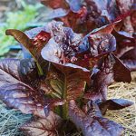 Lettuce King Crimson Hybrid